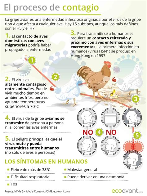 Signos Y Síntomas De La Gripe Aviar En Aves Loros Y Guacamayos