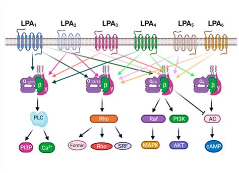 Ijms Free Full Text The Lpa Receptor Regulation And Activation Of