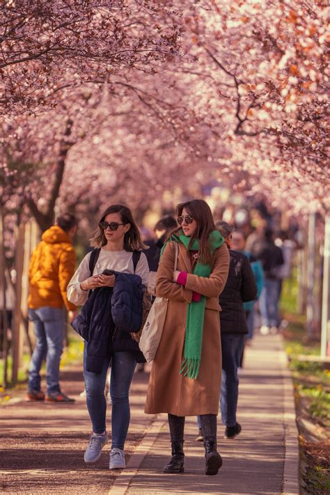 Tunelul Iubirii La Timi Oara Cire Ii Japonezi Au Nflorit Cu Aproape