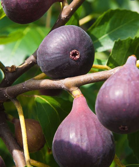 The best fig trees: to grow indoors and out | Homes & Gardens