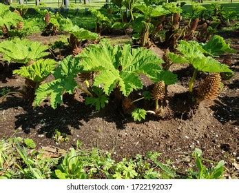 Gunnera Manicata Known Brazilian Giantrhubarb Giant Stock Photo 1722192037 | Shutterstock