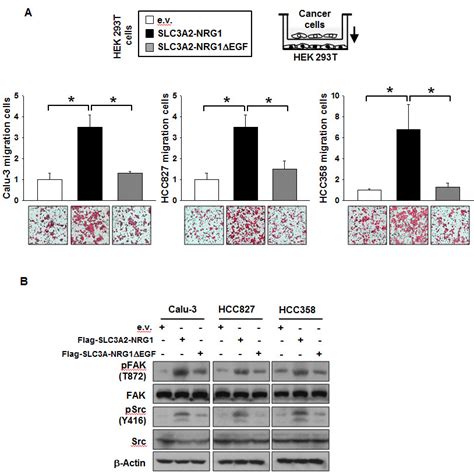 Slc3a2 Nrg1 Fusion Gene Increases Cancer Cell Migration A Hek 293t