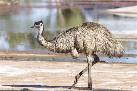 8 Amazing Emu Facts