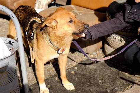 Pitbull Mama geboostert on Twitter RT Herz Streuner Dem süßes