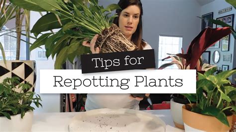 Tips For Repotting Plants Repot With Me Youtube