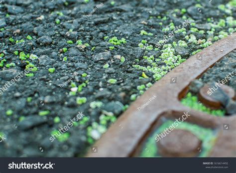 Fiber Plast Stock Photos - 4 Images | Shutterstock