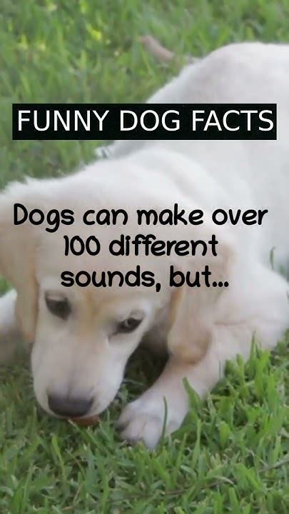 Funny Dog Facts Youtube