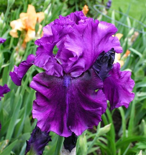 Tb Iris Germanica Purple Serenade Schreiner