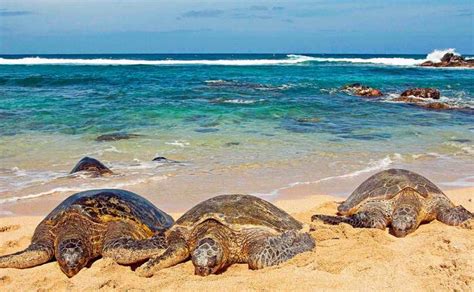 Conoce Qu Es El Sargazo Y Su Funci N En El Oc Ano Acuario Michin Puebla