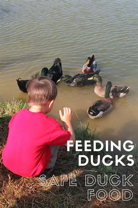 What to Feed Ducks : Feeding Ducks with Kids - The Kid Bucket List