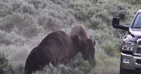 Herd Of Bison Bulls Fight Near Tourists’ Cars During The Rut In ...