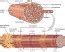 skeletal muscle lifetime fitness  wellness