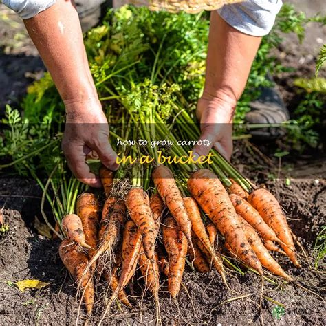 Gardening Growing Carrots In A Bucket Shuncy