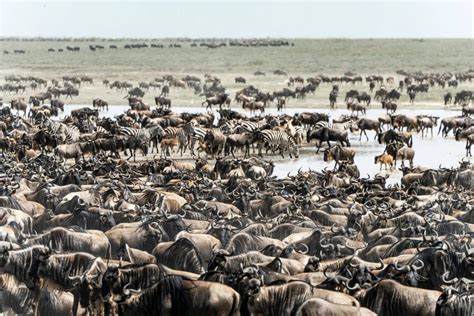 Days Serengeti Migration Safari Mara River Crossing