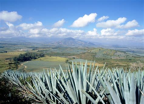 Conoce La Herencia Tequilera De Amatitlán Jalisco