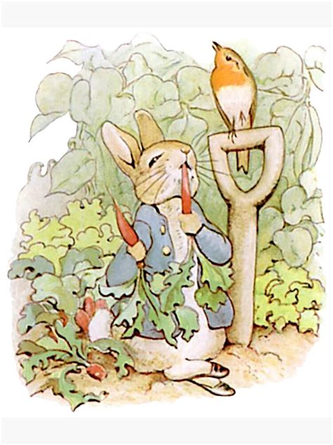 "Peter Rabbit eating carrots" Poster by AmyOlsen | Redbubble