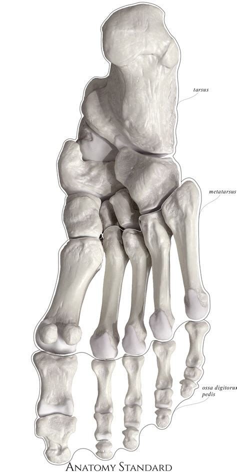 Anatomy Standard - Drawing Bones of foot: plantar view - Latin labels ...