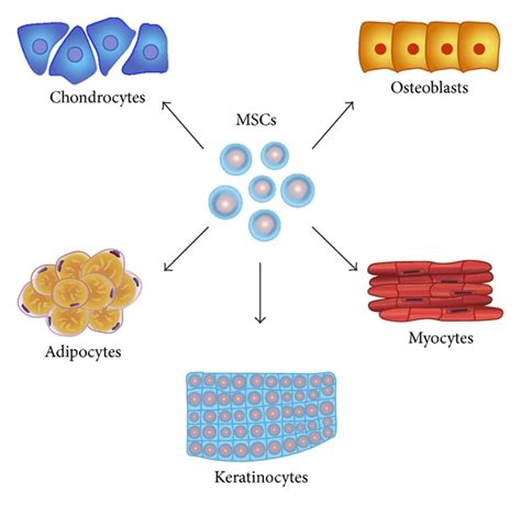 Multilineage Potential Of Mscs Mesenchymal Stem Cells Such As