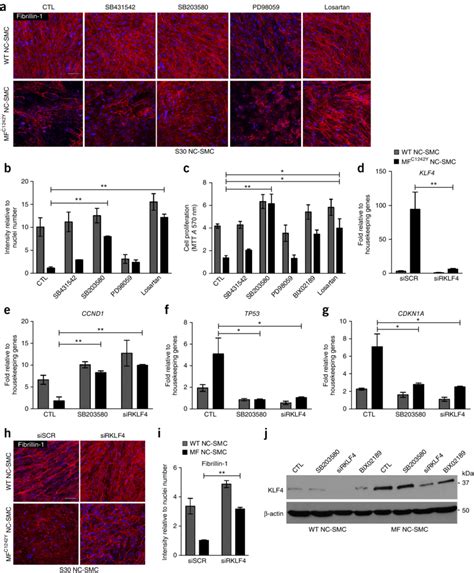 Inhibition Of P P38 Or Agtr1 Or Knockdown Of Klf4 Rescues Fibrillin 1 Download Scientific