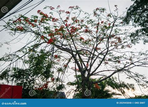 Flowers from Deciduous Trees Stock Photo - Image of lilac, produce ...