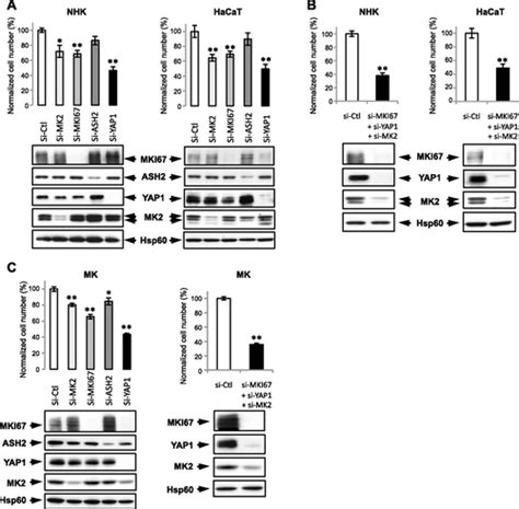 Mir‐483‐3p Controls Proliferation In Wounded Epithelial Cells Bertero