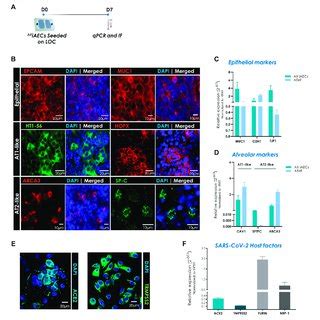 Expression Of Distinct Alveolar Epithelial Cell Markers In Ax Iaecs