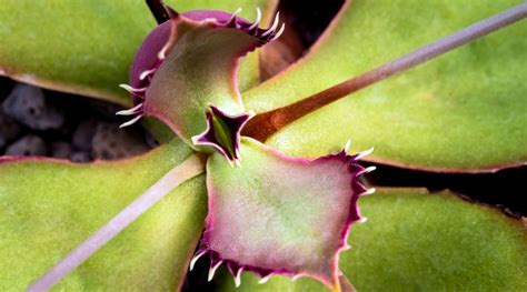 41 Different Types of Kalanchoe Varieties You'll Love