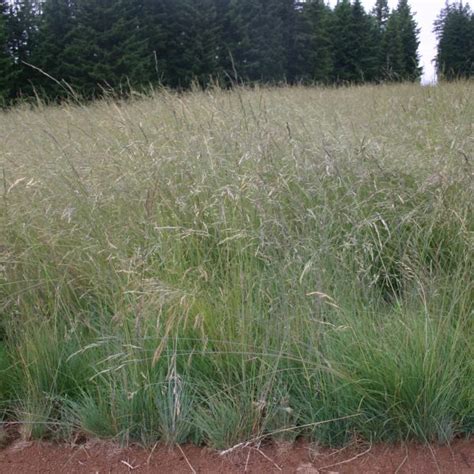 Silver Falls Seed Company Low Grow Native Grass Economy Mix