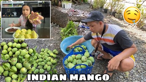 Nanguha Kami Ng Indian Mango Mangga W Alamang Youtube