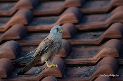 Lesser Kestrel | Greek Nature Encyclopedia