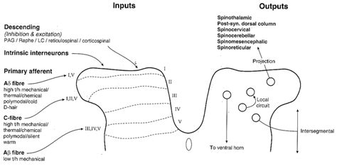 5 Summary of spinal cord dorsal horn connections. The major inputs ...