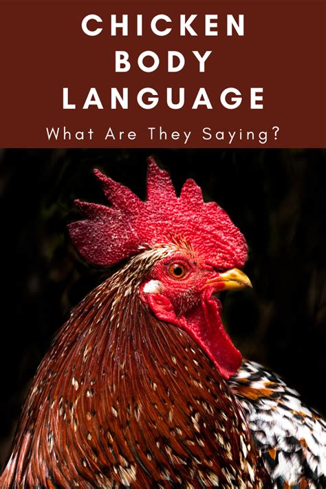 Understanding Chicken Behavior How To Read Chicken Body Language Artofit