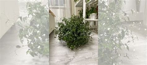 Традесканция фата невесты (приречная) гибазис купить в Королеве ...