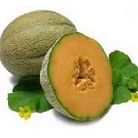 Musk Melon Oil, Seeds, Packaging Size: 1kg,5kg And 25kg at ₹ 900 ...