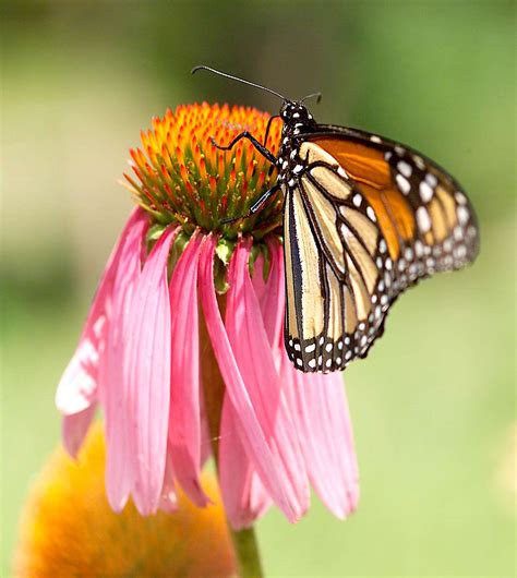 Ways To Attract Monarch Butterflies To Your Garden