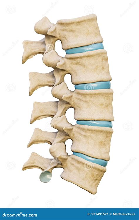 Normal Five Human Lumbar Vertebrae With Discs Isolated On White