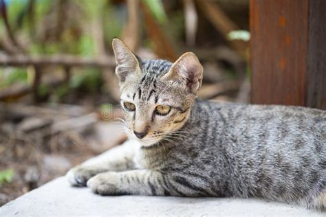 Pouco Gatinho Marrom Do Gato De Gato Malhado Que Descansa Para