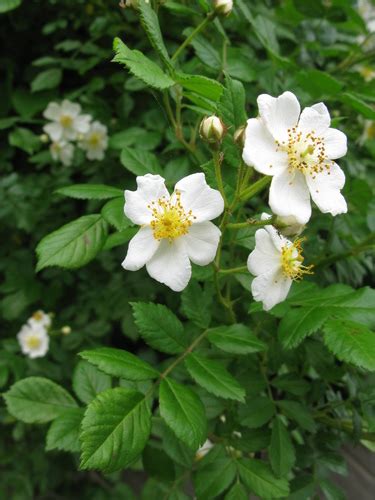 Multiflora Rose Invasive Plants Of Pittsburgh · Inaturalist