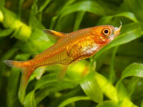 Ember Tetra Habitat Care Aquarium Maintenance