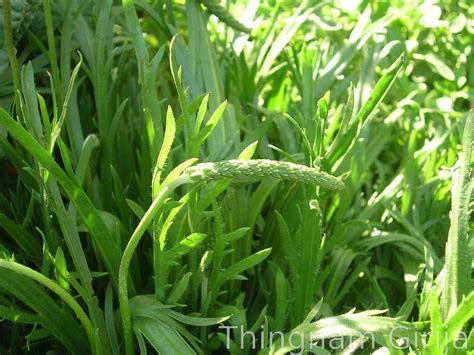 Plantago – eFlora of India