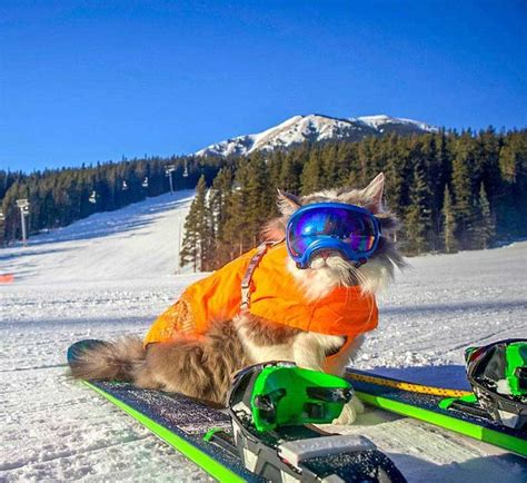 Ce Chat Adore Faire Du Kayak Et Du Ski Sur Les Paules De Son Ma Tre