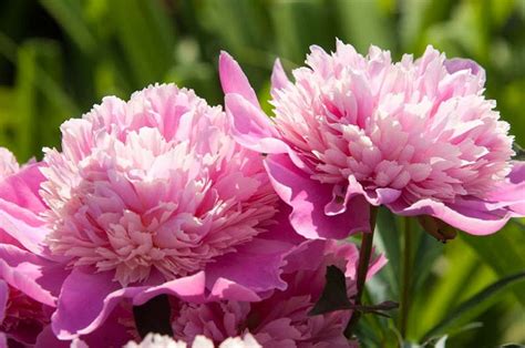 Peonies - All you Need to Know 