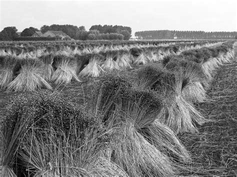 8 Step Process of Turning Flax Plant into a Natural Fiber – FlaxLinens.com