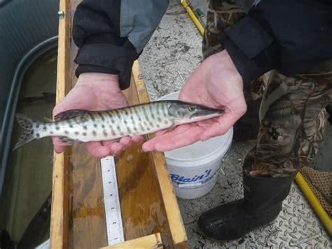 Angler S Report Those Dam Muskies Free Apg