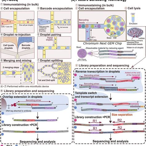 (PDF) Single-Cell Analysis Using Droplet Microfluidics 