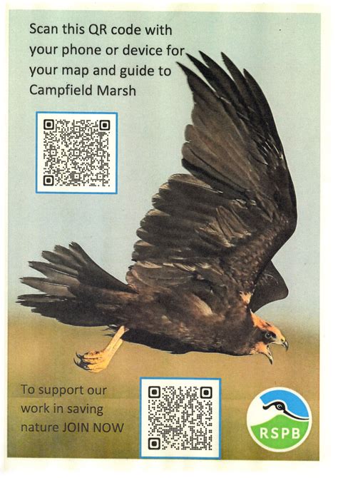 Black rail sightings will impact local marsh conservation efforts 3