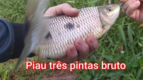 Peixe Cobra E C Gado Nesse V Deo Pescaria No Rio Tibagi Youtube