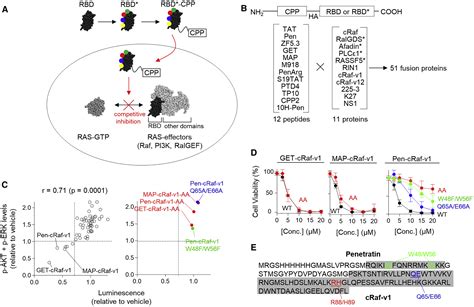 Specific Inhibition Of Oncogenic RAS Using Cell Permeable RAS Binding