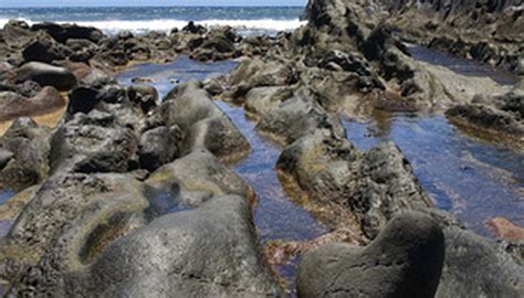 Plants in the Intertidal Zone | Garden Guides