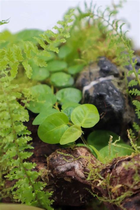 10 Low Light Terrarium Plants (That’ll Thrive in the Shade!)